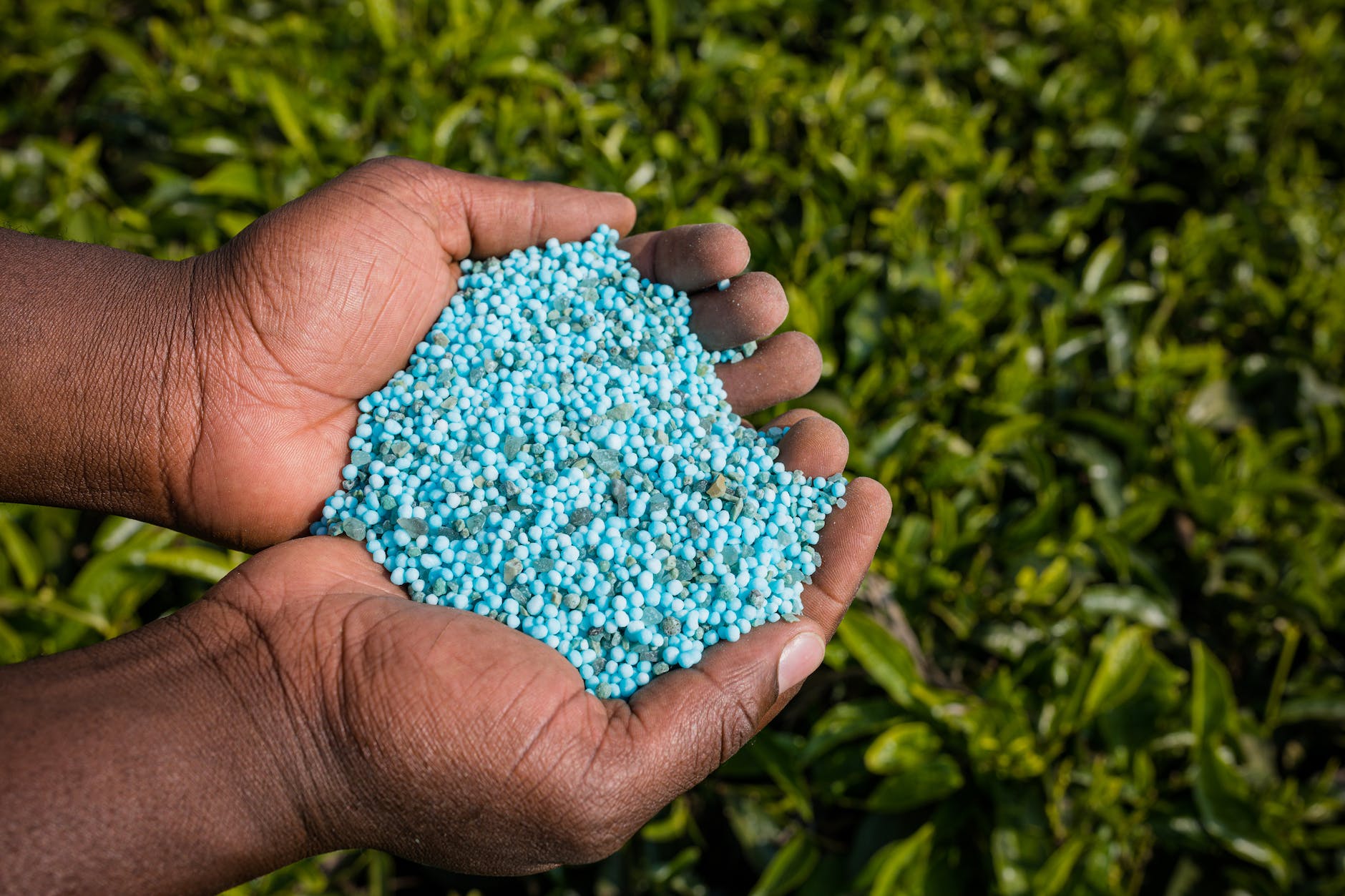 hands holding blue granulated fertilizer